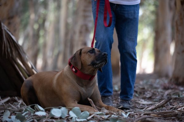 Boss Dog Tactical Pink Collar Online