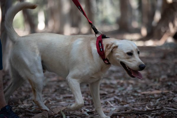 Boss Dog Tactical Red Collar For Sale